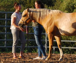 Equicoaching duo cheval