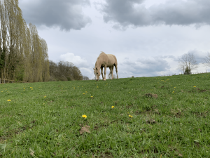 Cheval liberté