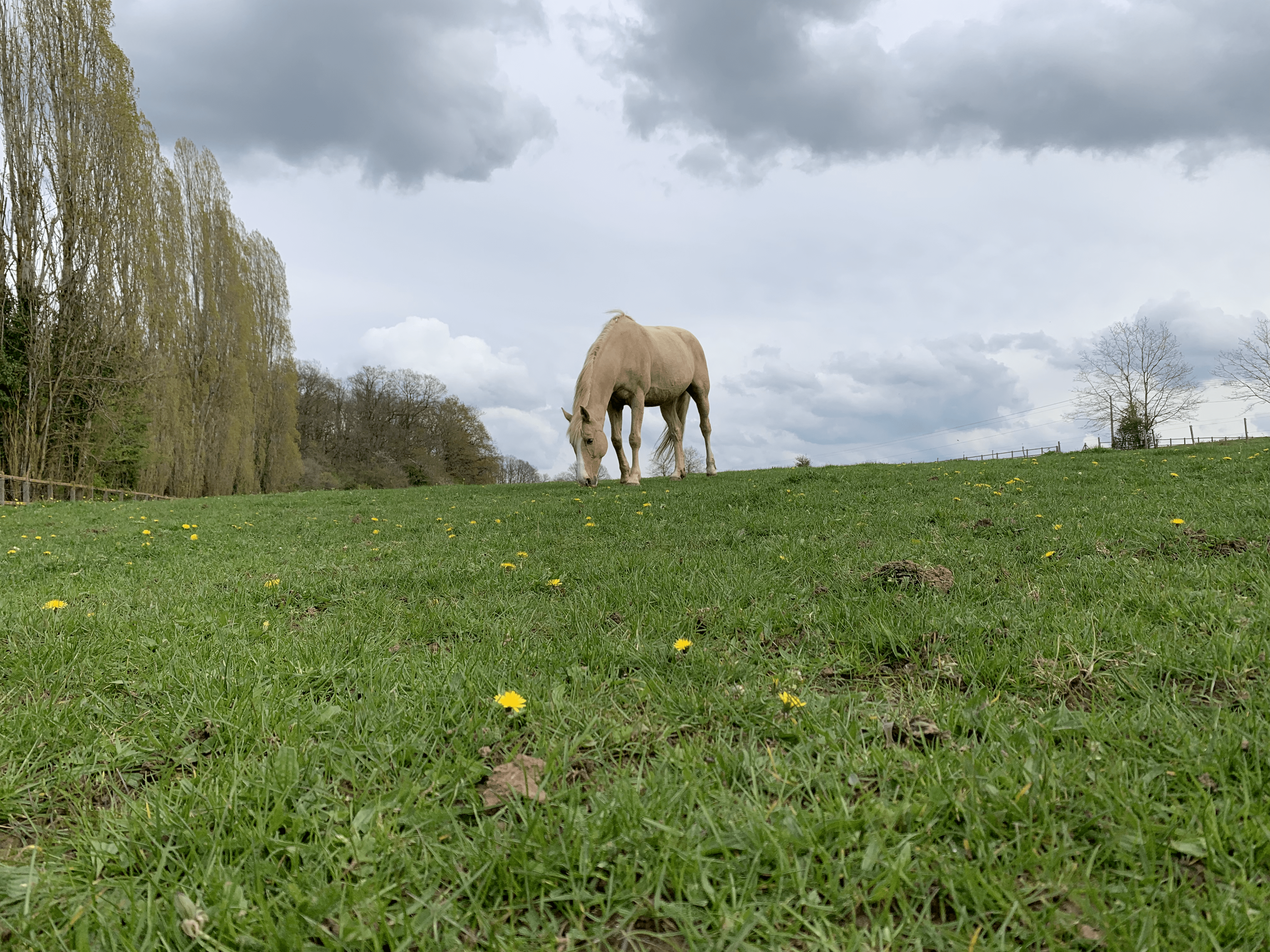 Pourquoi le cheval est un bon coach ?