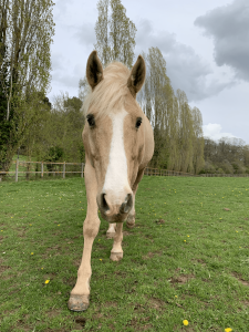 Tête de cheval