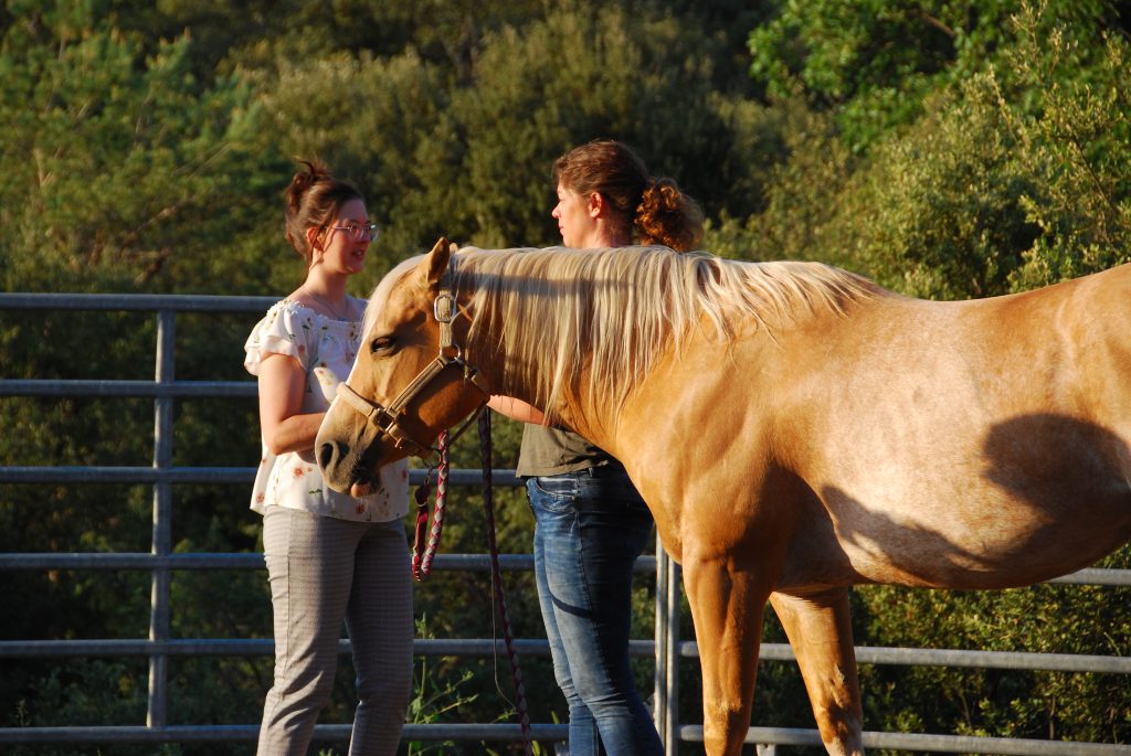 Equicoaching duo cheval