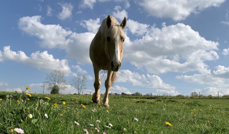 equicoaching Cheval liberté