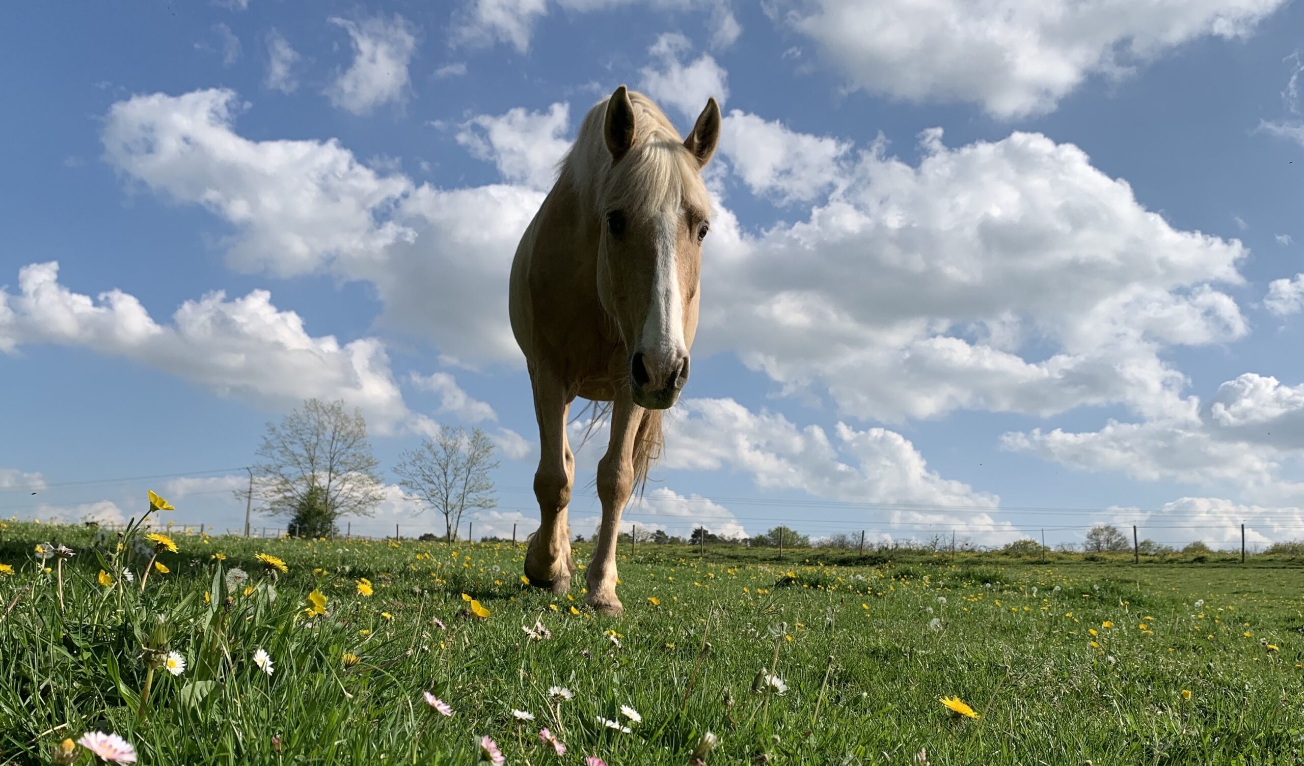 A la rencontre du cheval et de soi-même