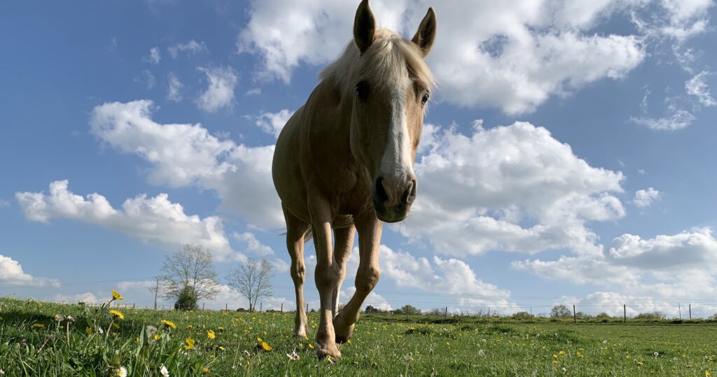 equicoaching Cheval liberté