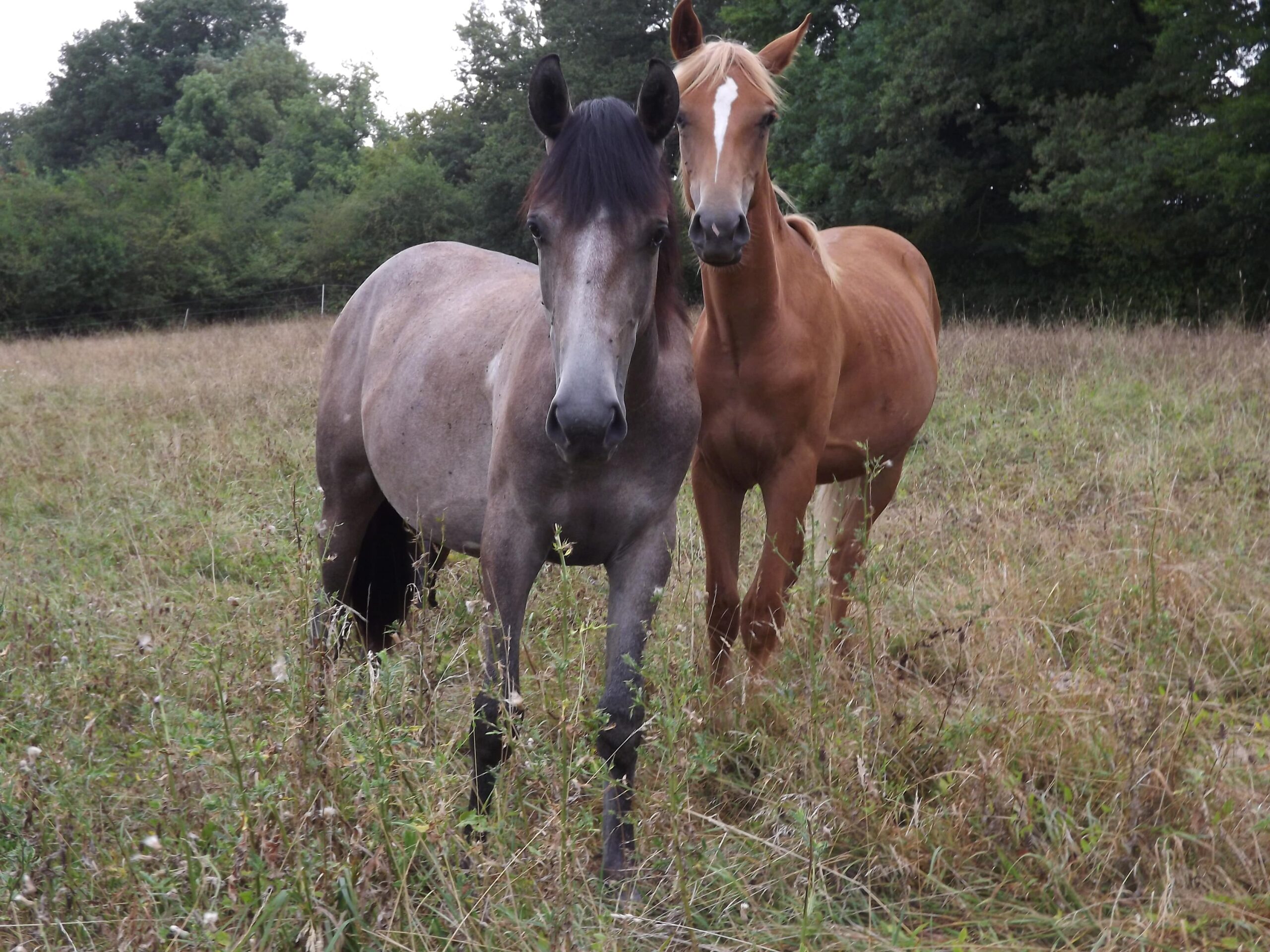 Séjour en immersion au milieu des chevaux