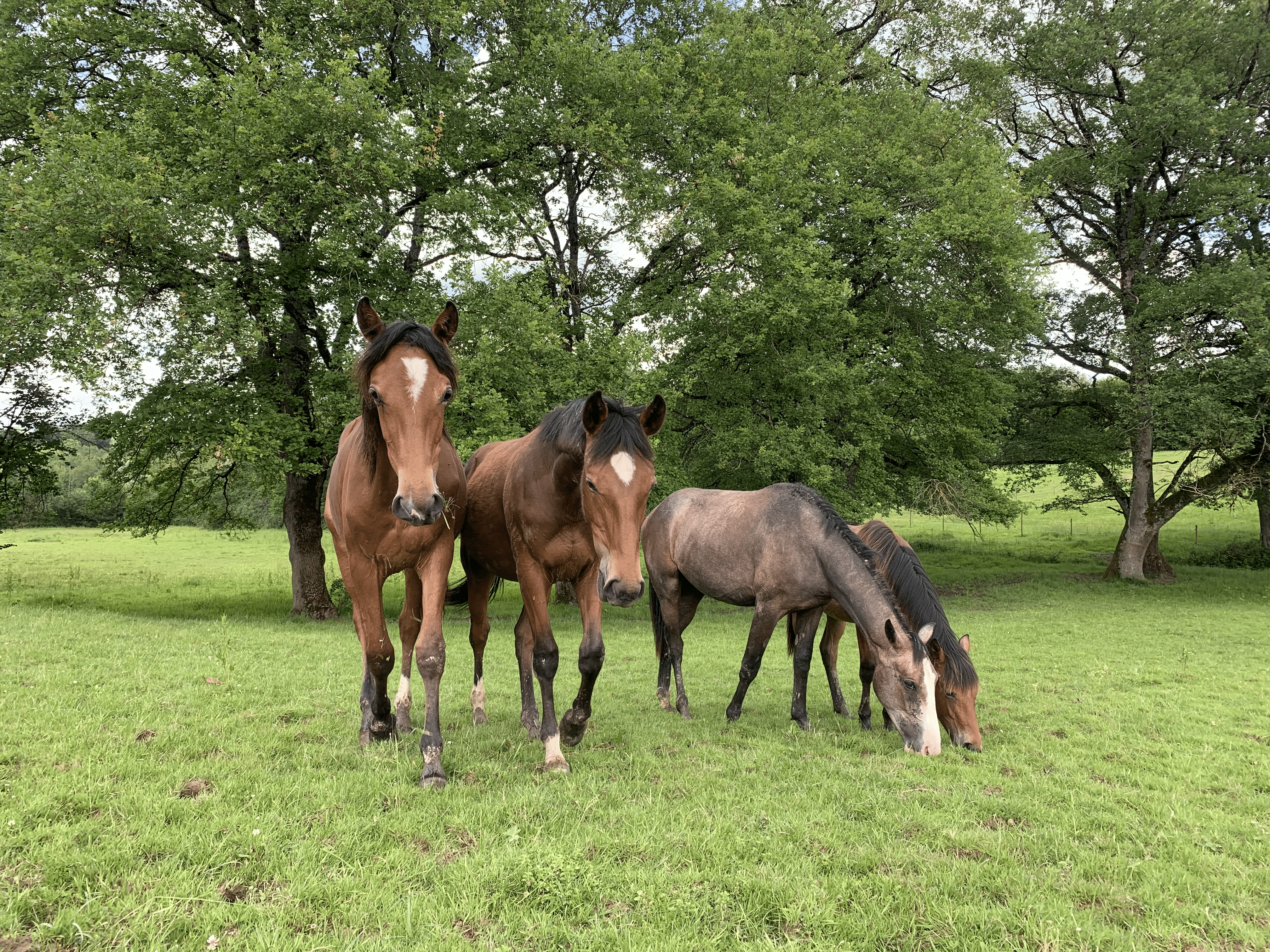 Tout a commencé par une rencontre avec le cheval…