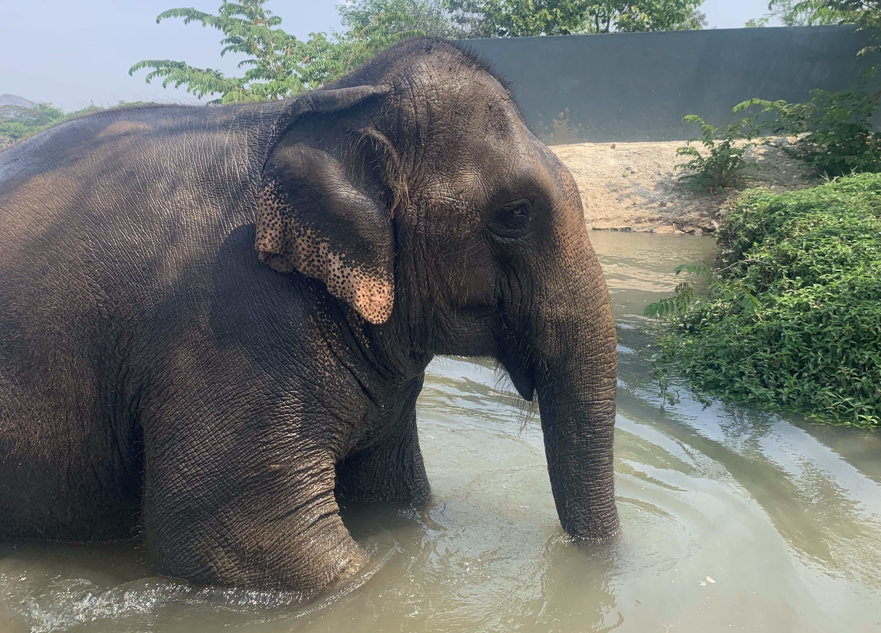 Séjour bien-être en immersion avec les éléphants en Thaïlande